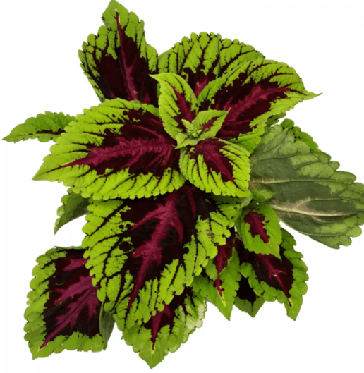 Matcha Slim's coleus forsokoli plant can reduce tension during weight loss